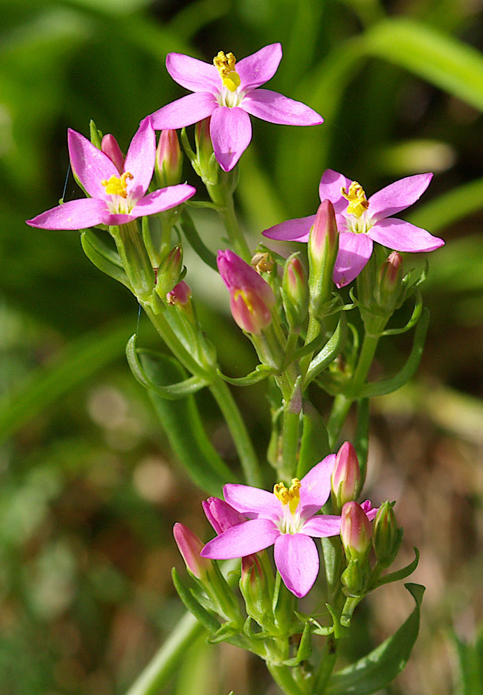 Gentianacea - Centaurium erythraea